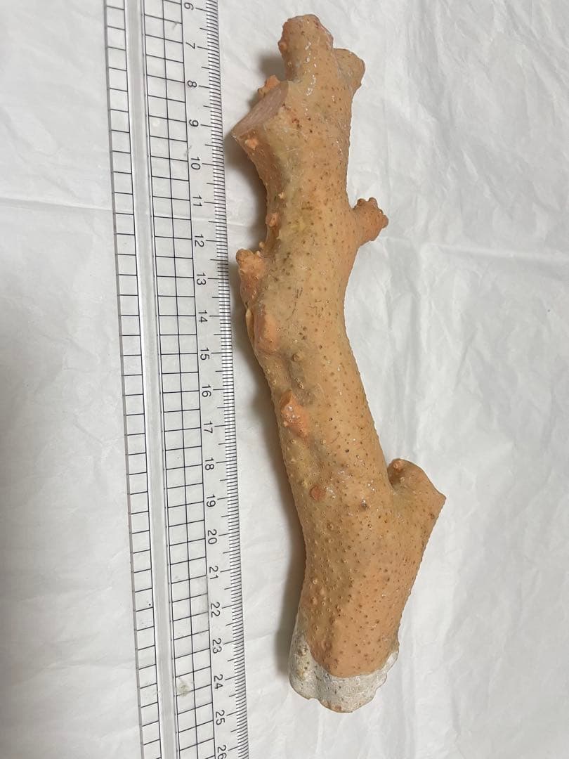 珊瑚サンゴ、桃珊瑚、ピンク珊瑚原木の置物